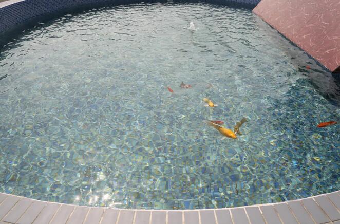 污水凈化后可養(yǎng)魚(yú)？這家污水處理廠真牛！-